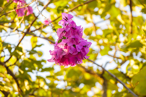 Pink bougainvillea flowers with blurred leaves background