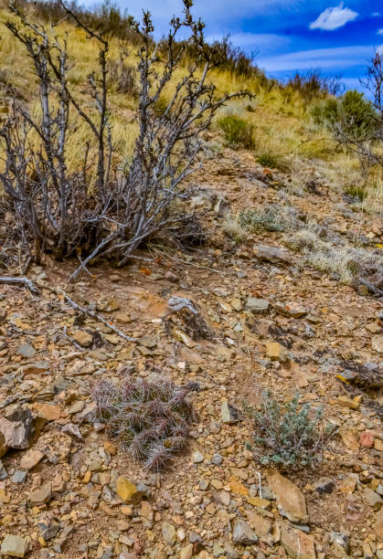 istock Desert succulents, cacti, prickly pear (Cylindropuntia and Opuntia sp.) and yucca on a hillside in Colorado, US 2006321825