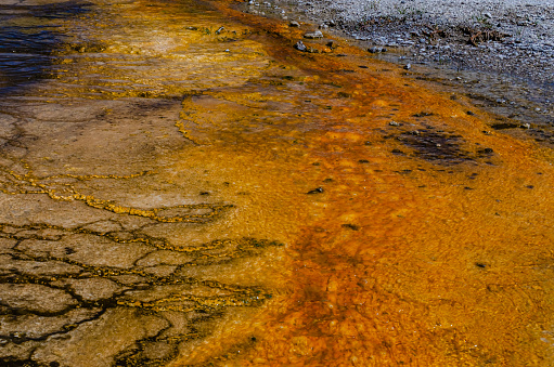 Algae-bacterial mats. Hot thermal spring, hot pool in the Yellowstone NP. Wyoming, USA