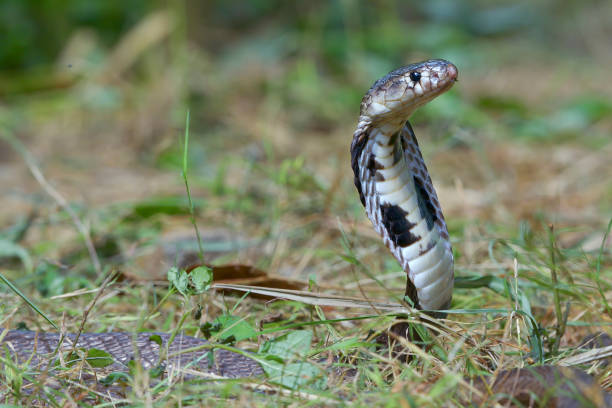 istock Close up of a Javan spitting cobra 2006334648