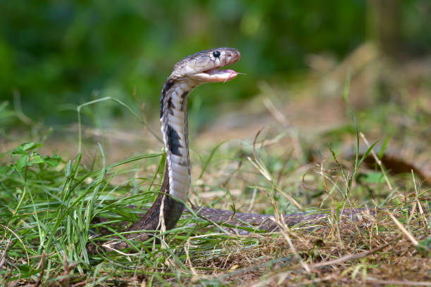 istock Close up of a Javan spitting cobra 2006335150