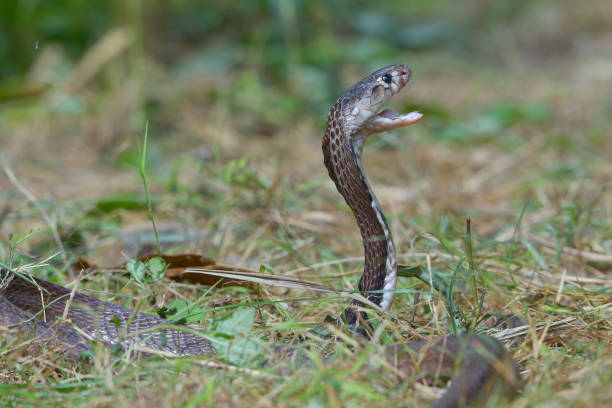 istock Close up of a Javan spitting cobra 2006335152