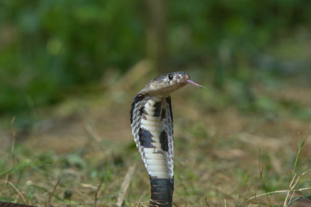 istock Close up of a Javan spitting cobra 2006335170
