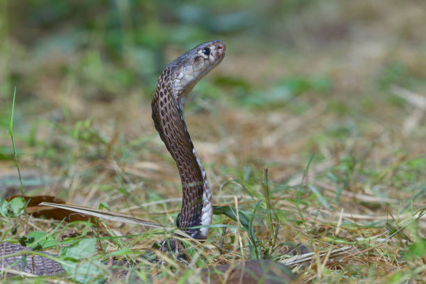 istock Close up of a Javan spitting cobra 2006335679