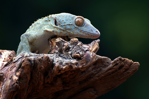 Front view look of a tokay gecko.