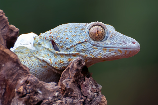 Front view look of a tokay gecko.