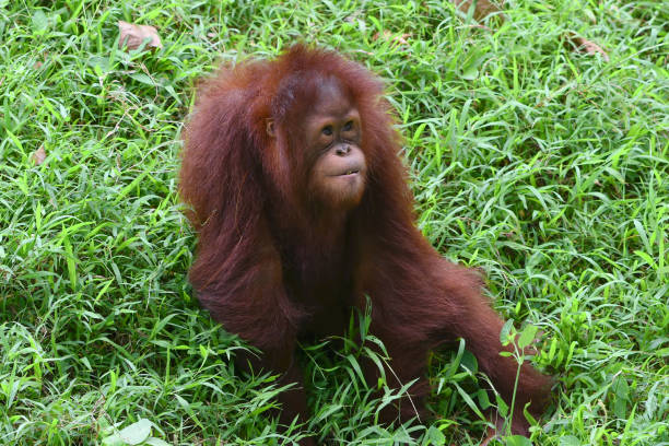 Baby orangutan playing in the grass