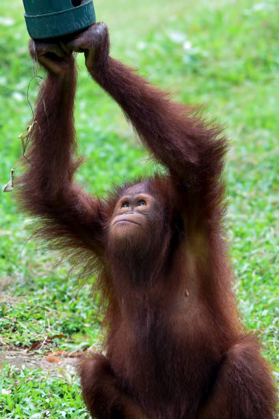Baby orangutan playing in the grass