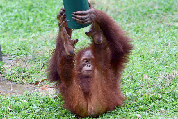 istock Baby orangutan playing in the grass 2006337252