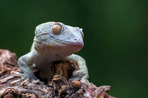 Front view look of a tokay gecko.