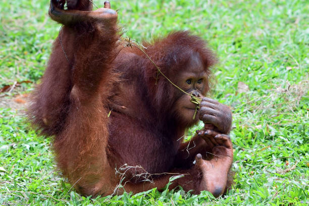istock Baby orangutan playing in the grass 2006337765