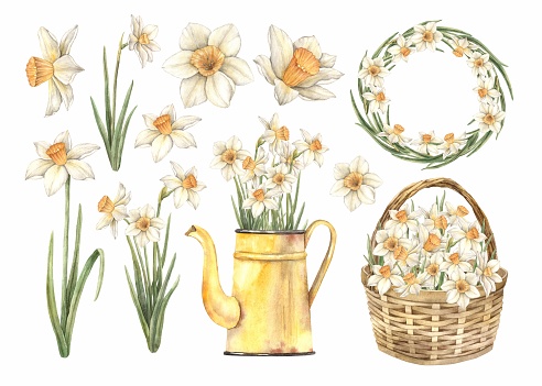 Watercolor set with daffodils, wicker basket, yellow watering can with flowers, wreath. Hand drawn illustrations on isolated background for greeting cards, invitations, happy holidays, posters, design, print