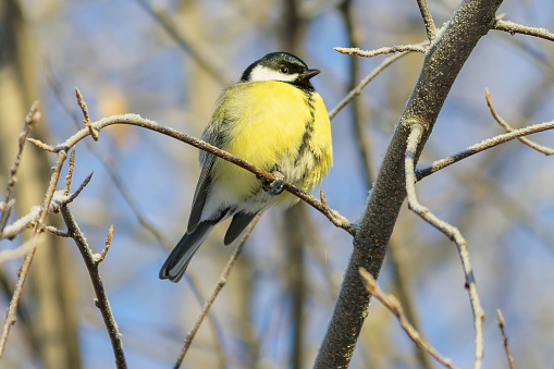 A yellow-breasted great tit bird sits on a tree branch.
