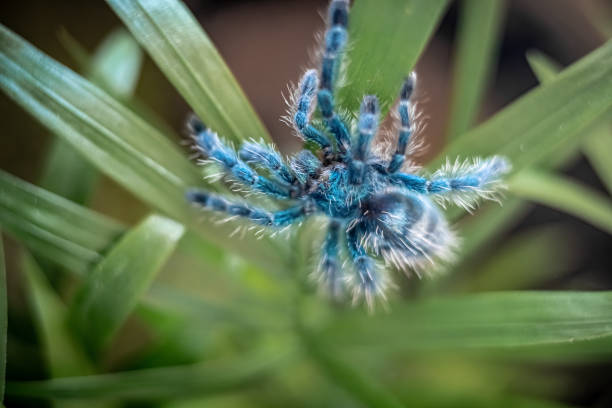 istock Young Antilles Pink Toe Tarantula (Caribena versicolor) Synonym: Avicularia versicolor 2006422042