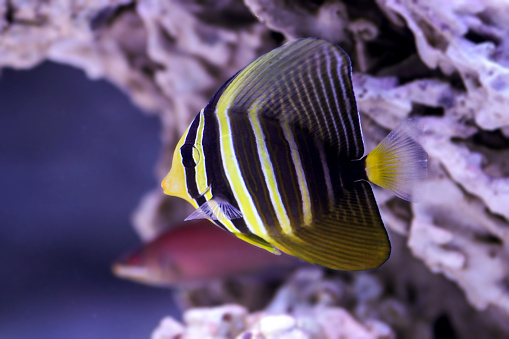 The sailfin tang (Zebrasoma velifer), the Pacific sailfin tang, purple sailfinned tang or sailfin surgeonfish, is a marine ray-finned fish belonging to the family Acanthuridae which includes the surgeonfishes