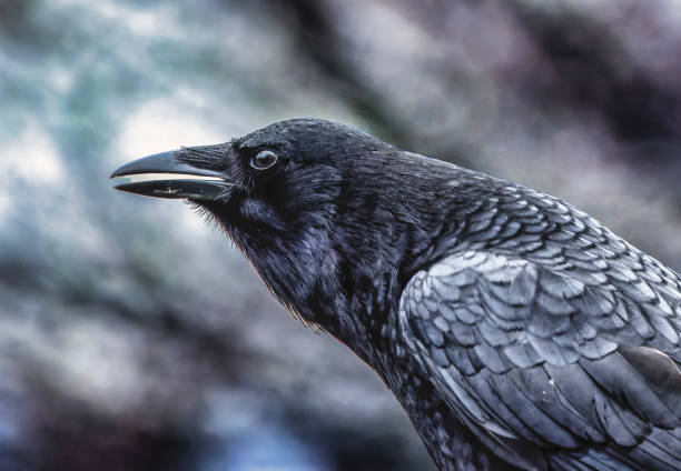 Close up portrait of a Raven