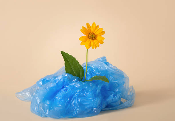 A flower in a plastic bag on a beige background. Environmental pollution. Ecology concept. Earth pollution. Copy space.