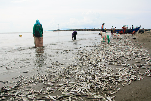 Banda Aceh 05/29/2019 people around the city of Banda Aceh crowded the Javanese village beach to take the abundant fish caught by fishermen, the fish caught by the fishermen were distributed free of charge.