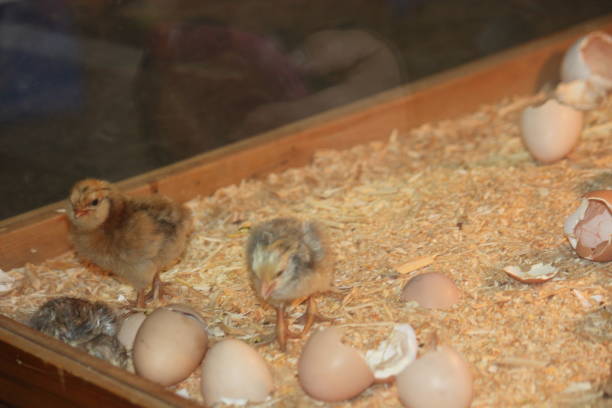 istock Baby Chicks Chicken in Incubator 2006545229