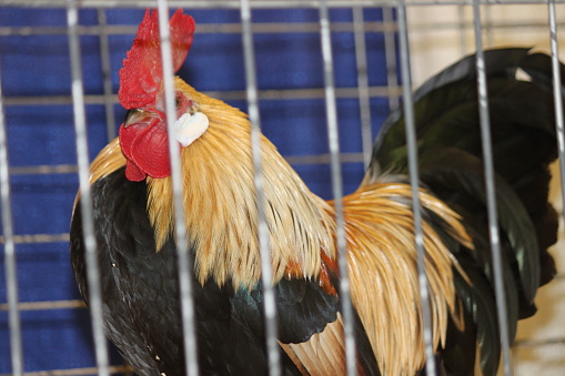 Rooster Chicken in Cage Coop Pen.