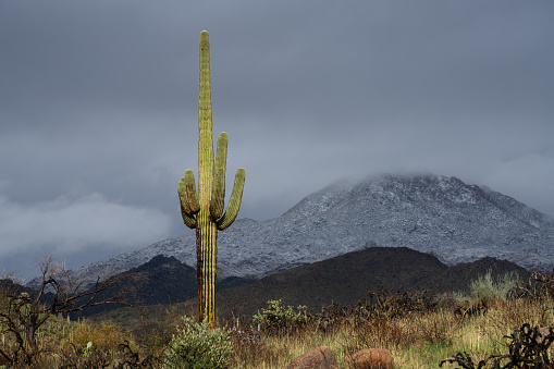 Lone saguaro with snow-capped mountains in Tonto National Forest
