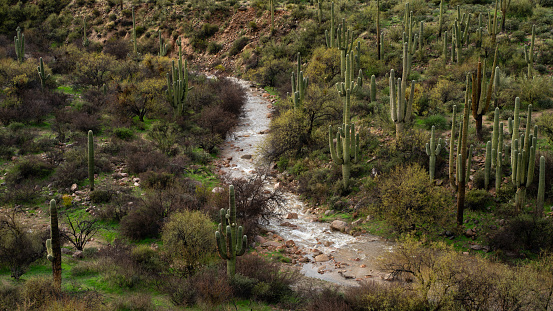 Camp Creek winds through myriad saguaros