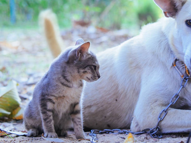 cute kitten play with dog