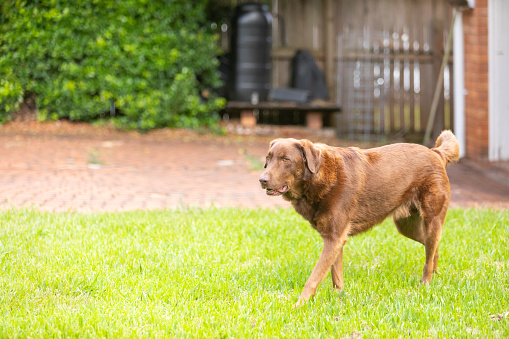 Happy brown dog relaxing at home in the back yard