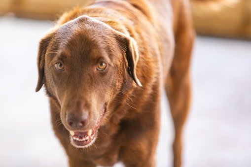 Group of five labrador retrievers looking at the camera sitting in a forest lane