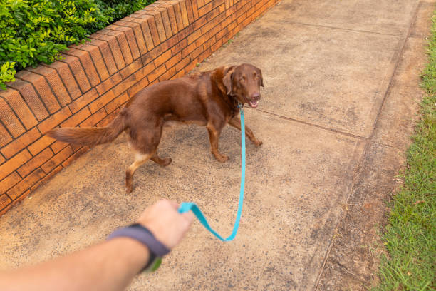 POV of a man walking a dog
