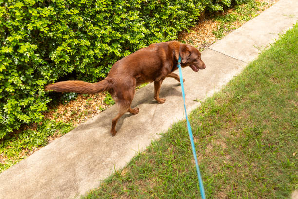 POV of a man walking a dog
