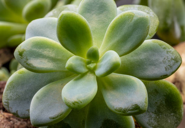 istock Houseplant, Succulent Pachyphytum, isolated 2006608967
