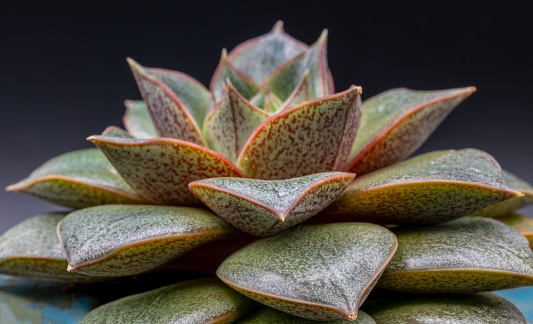 Houseplant, Echeveria Chinensis succulent, isolated, close-up view