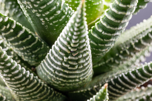 Closeup of a succulent plant Haworthia Attenuata or Zebra Plant, Zebra Haworthia, Apicra Attenuata, Aloe Clariperla