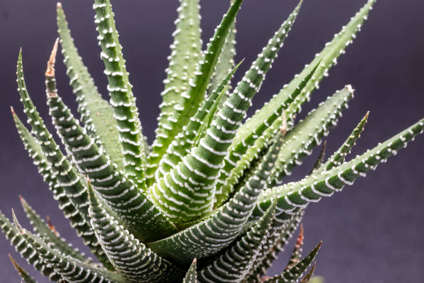 istock Closeup of a succulent Zebra Plant 2006611090