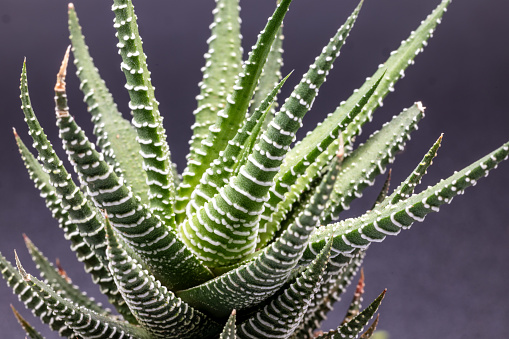 Closeup of a succulent plant Haworthia Attenuata or Zebra Plant, Zebra Haworthia, Apicra Attenuata, Aloe Clariperla