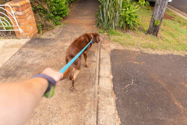 istock POV of a man walking a dog 2006616842