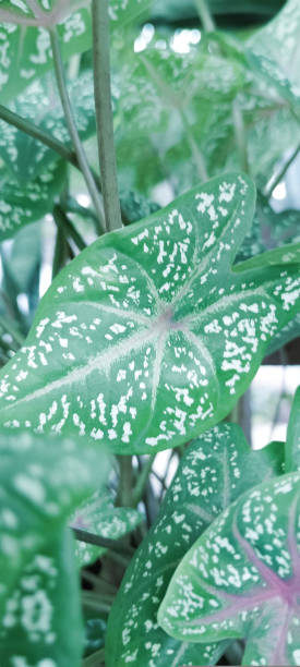 Caladium bicolor, called Heart of Jesus, is a species in the genus Caladium from Latin America. It is grown as a houseplant for its large, heart or lance-shaped leaves with striking green, white, pink, and red blotching. caladium bicolor, llamado corazón de jesús, es una especie del género caladium originaria de américa latina. se cultiva como planta de interior por sus hojas grandes, en forma de corazón o lanza, con llamativas manchas verdes, blancas, rosas y rojas.