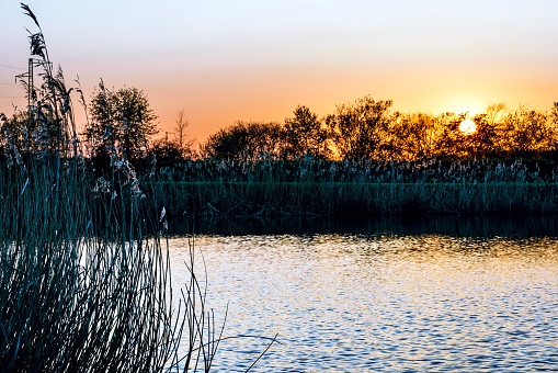Sunset over a lake with reeds and trees in the foreground