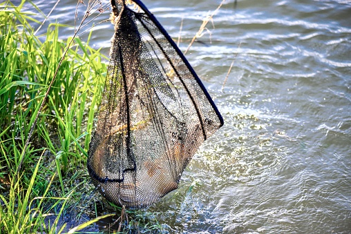 A fragment of fishing when a large carp is caught in a net.