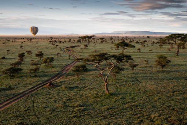 Hot air balloon ride Africa Tanzania Serengeti Park African landscape from sky at Serengeti National Park Tanzania in the morning sun rise. Beautiful plains and sky view from a hot air balloon grassland in morning sunrise stock pictures, royalty-free photos & images