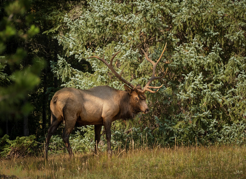 Portrait of adult bull elk with large antlers;  woods in background