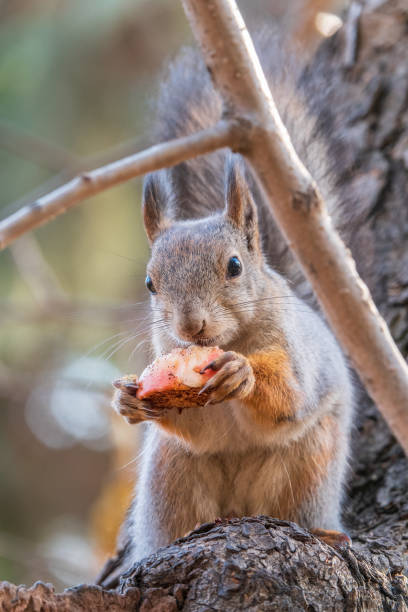 istock The squirrel with nut sits on tree in the autumn. Eurasian red squirrel, Sciurus vulgaris. 2006686055