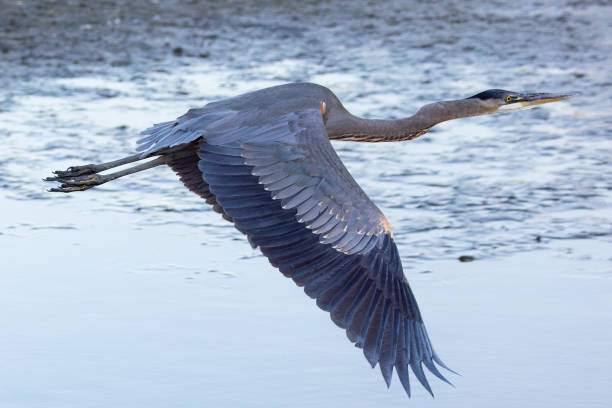 istock Great blue heron flying, seen in the wild in a North California marsh 2006707775