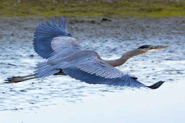 istock Great blue heron flying, seen in the wild in a North California marsh 2006707776