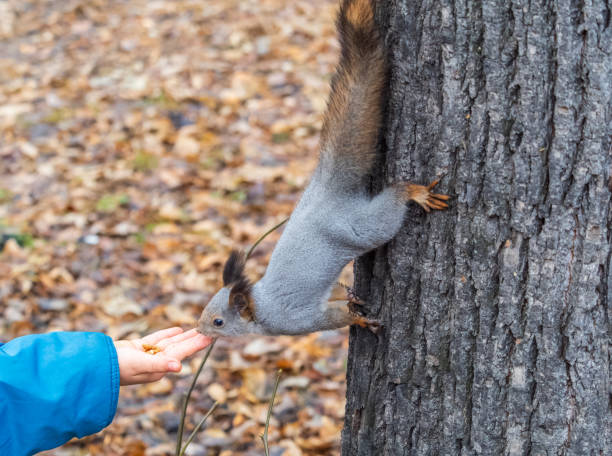 istock A squirrel in the autumn eats nuts from a human hand. Eurasian red squirrel, Sciurus vulgaris 2006714179