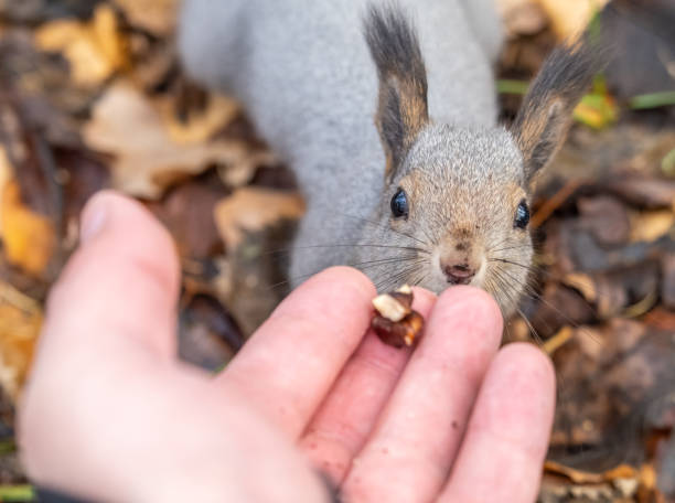 istock A squirrel in the autumn eats nuts from a human hand. Eurasian red squirrel, Sciurus vulgaris 2006714190
