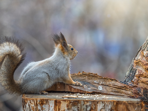 Red Squirrel sitting on a tree stump with bushy tail