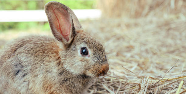 istock Cute brown rabbit bunny domestic pet on straw. Rabbit farm. 2006716884