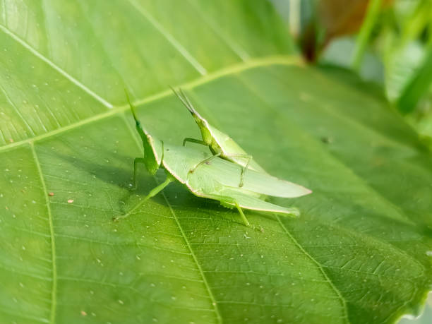 Acrida cinerea or long head oriental grasshopper or chinese grasshopper